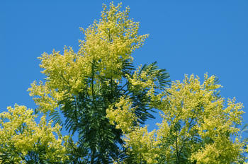 Acacia filififolium - Golden Wattle